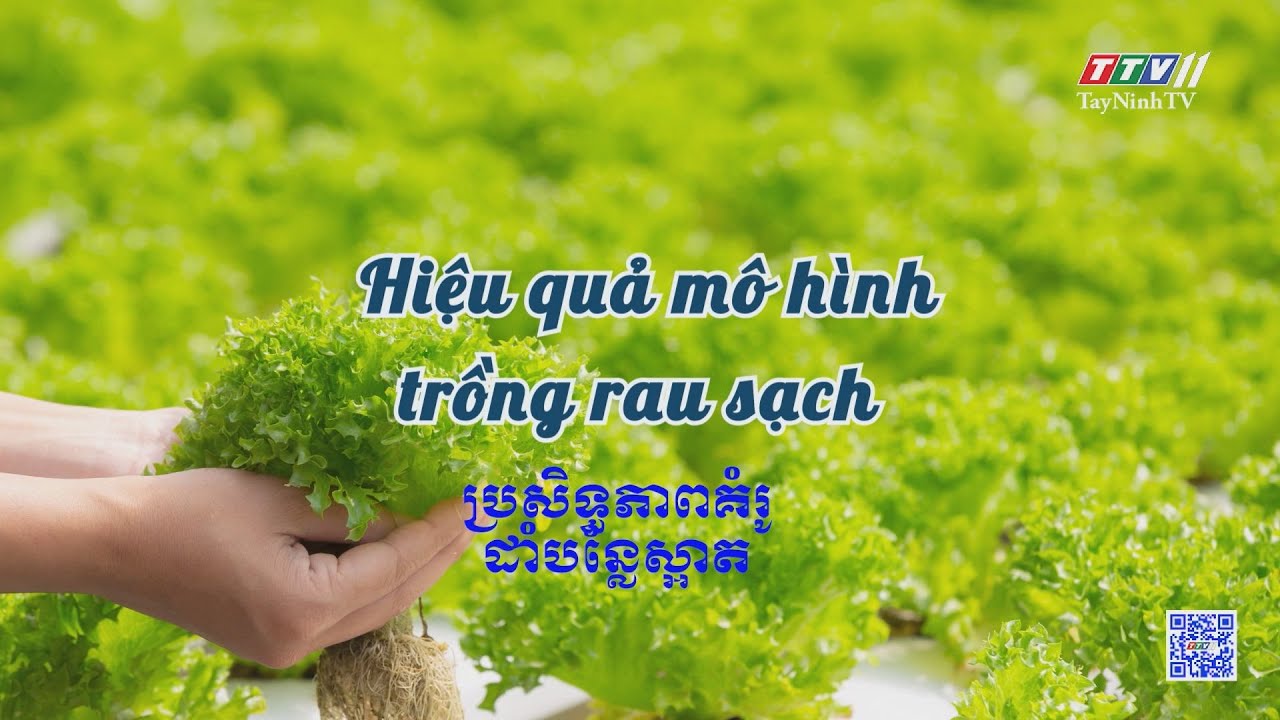 Hiệu quả mô hình trồng rau sạch | Nông nghiệp Tây Ninh | TayNinhTVToday